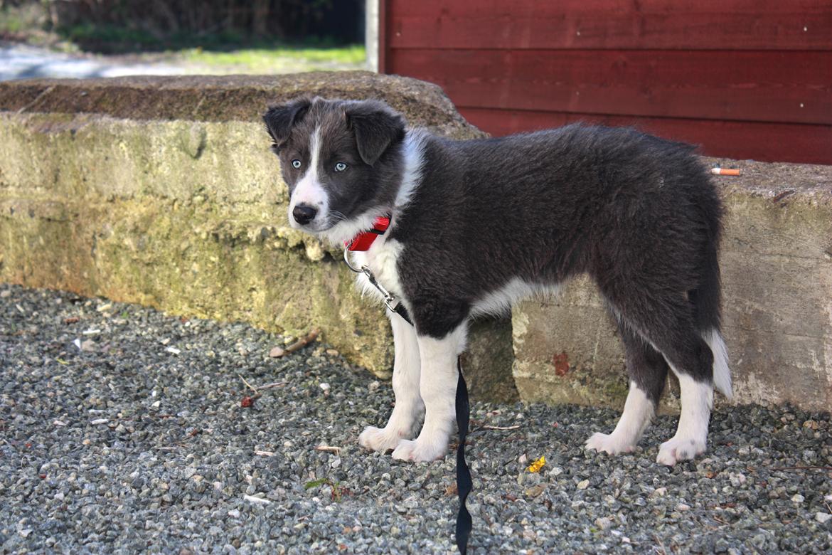 Border collie Aimee billede 35