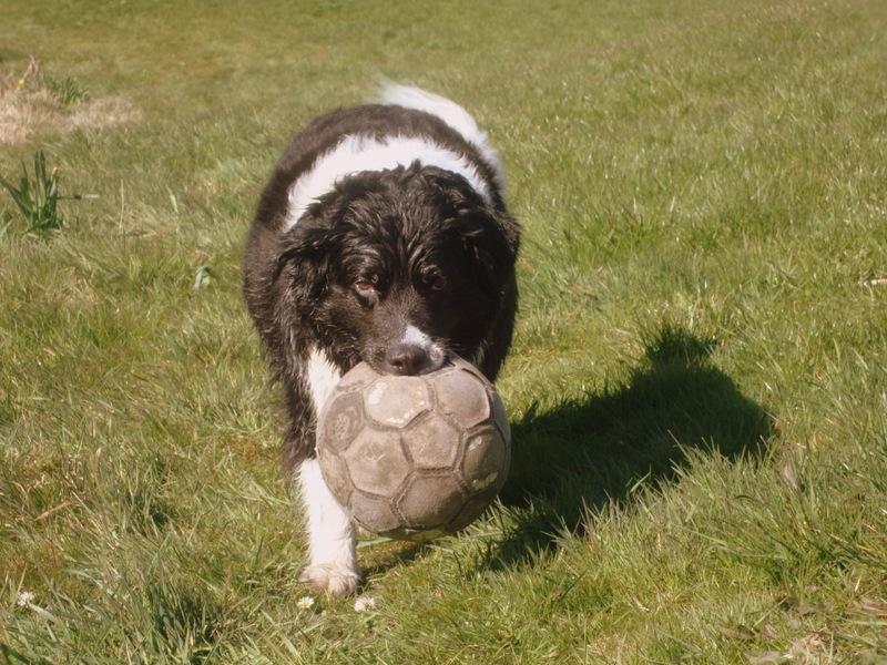 Border collie Vila - R.I.P billede 1