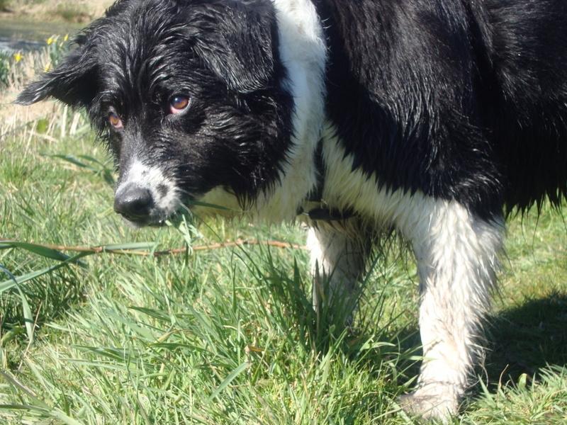 Border collie Vila - R.I.P billede 2