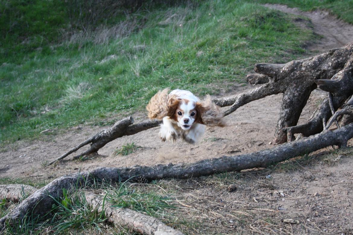 Cavalier king charles spaniel Angel - Angel-pigen i bjørnebækskov lige ved stranden. Kommer flyvende hen til godbidden i "mors" hånd ;D hihi billede 3