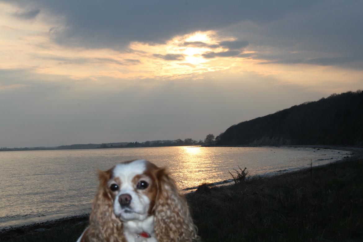 Cavalier king charles spaniel Angel - Inden vi cyklede hjem nådede jeg lige at tage dette dejlige billed af Angel med solnedgang i baggrunden :) billede 2