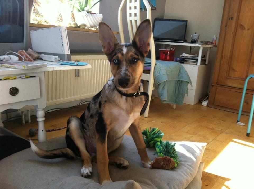 Blanding af racer Gizmo billede 1