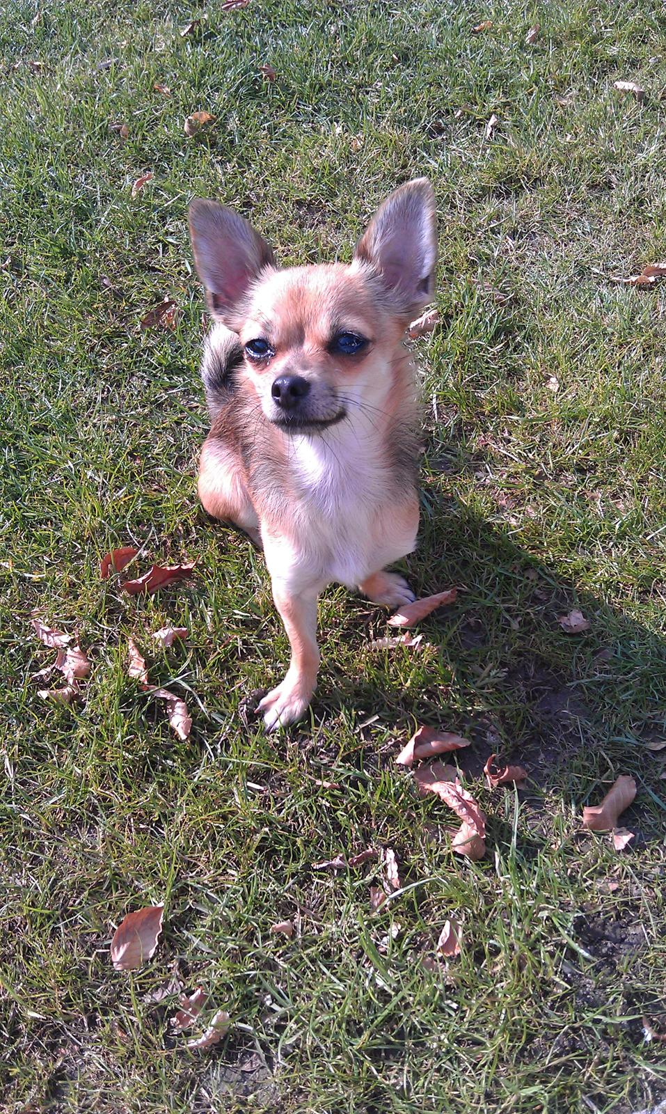Blanding af racer Chihuahua/Pomeranian Holly (Holsen) - på dette billed, nyder jeg bare og sidde ude på græset i vores dejlige have :D billede 3