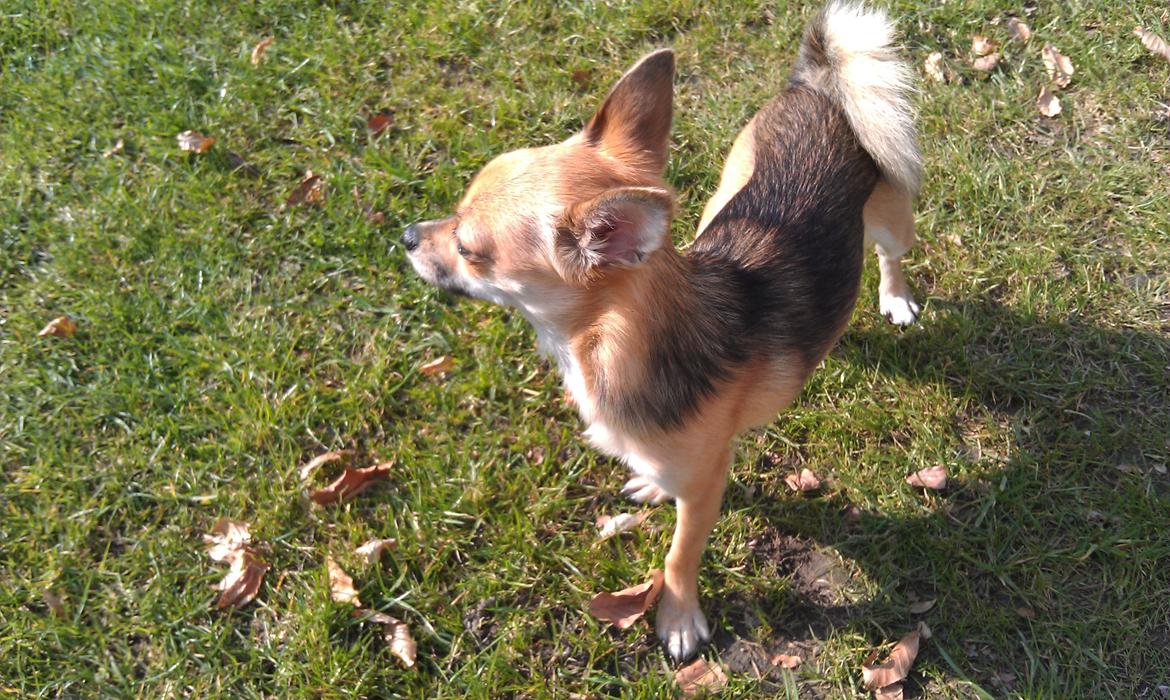 Blanding af racer Chihuahua/Pomeranian Holly (Holsen) - iih altså hvor jeg dog bare nyder varmen fra solen af :)  billede 15