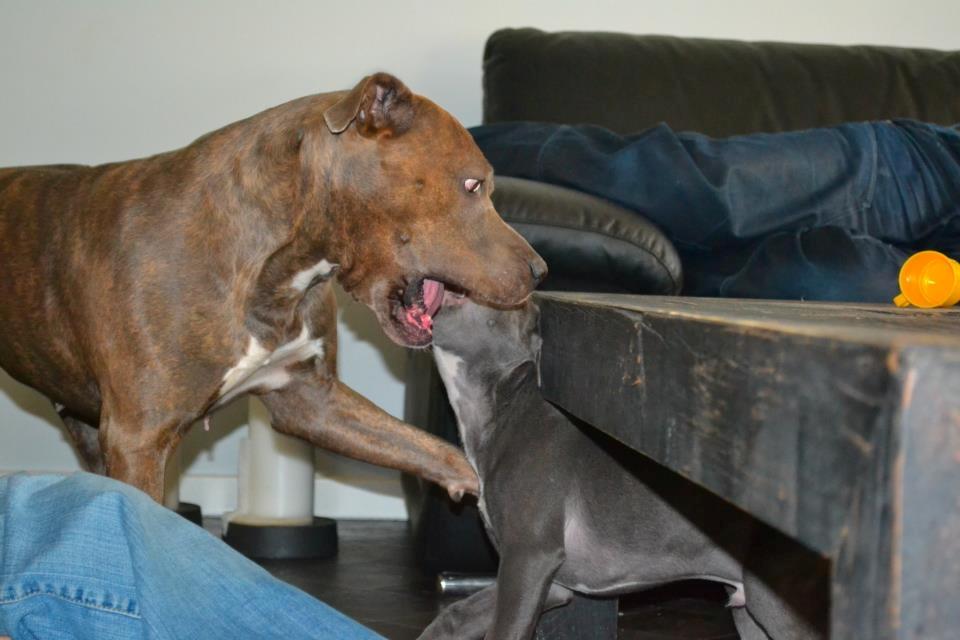 Amerikansk staffordshire terrier Chica - mig og bror billede 1