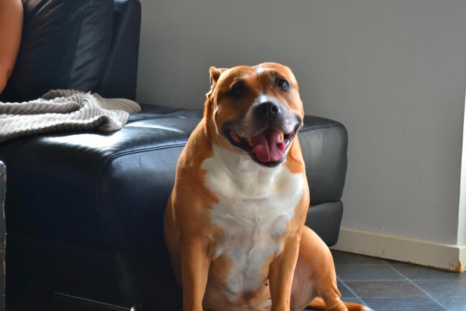 Amerikansk staffordshire terrier trunte - nyt
 billede 9