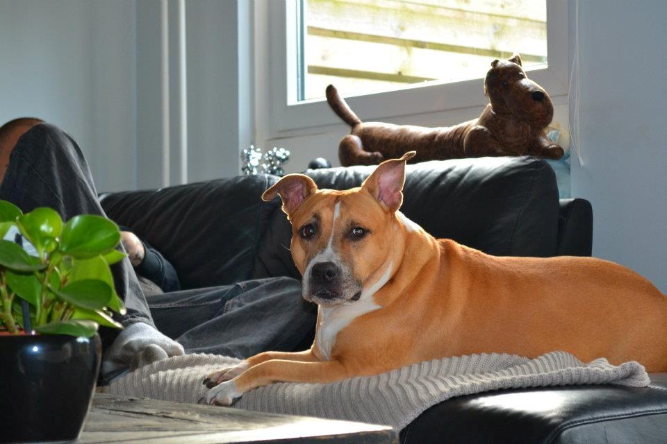 Amerikansk staffordshire terrier trunte - nyt billede 1