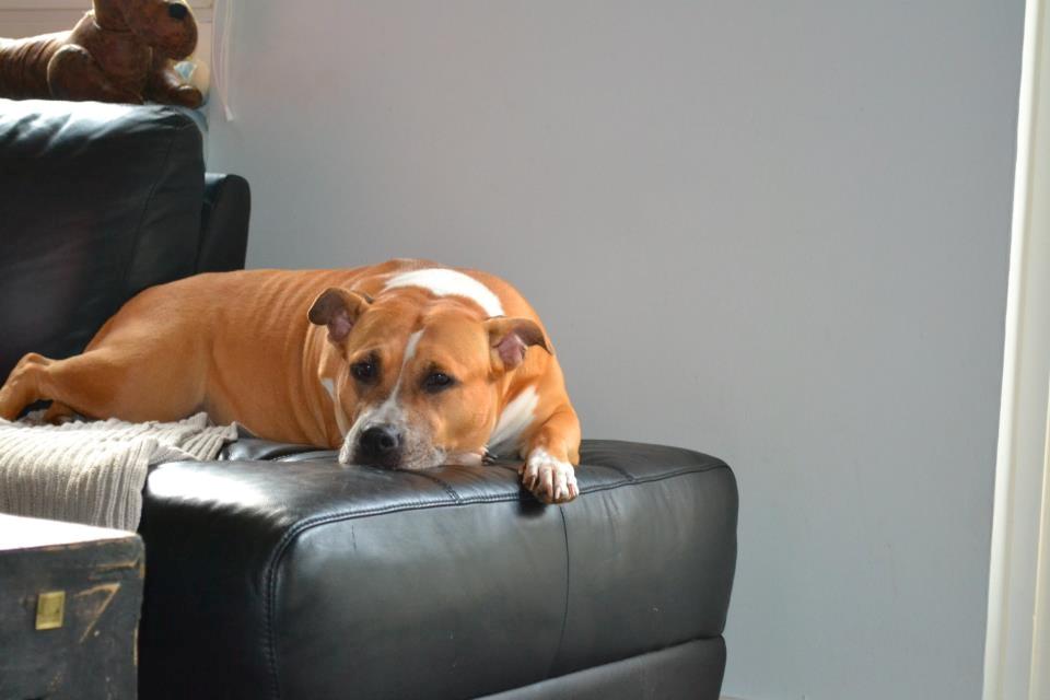 Amerikansk staffordshire terrier trunte - nyt
 billede 19