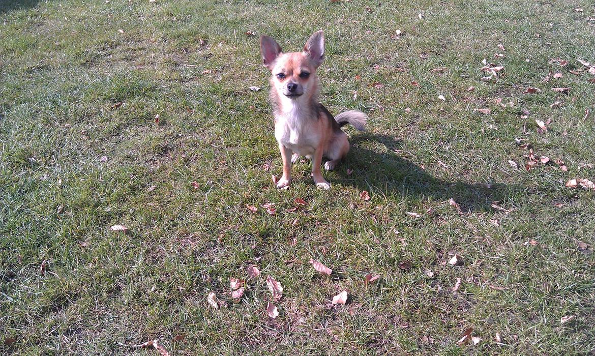 Blanding af racer Chihuahua/Pomeranian Holly (Holsen) - se hvor pænt jeg sidder og venter på min godbid :) billede 16