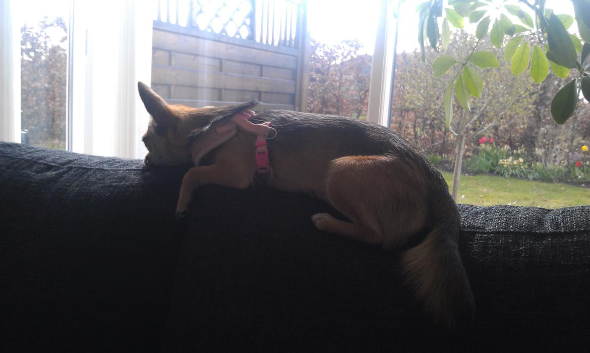Blanding af racer Chihuahua/Pomeranian Holly (Holsen) - jeg elsker af ligge på sofaen for så kan jeg bedre se hvad der sker ude i haven, bortset fra at lige på dette billed var jeg virkelig træt :) billede 17