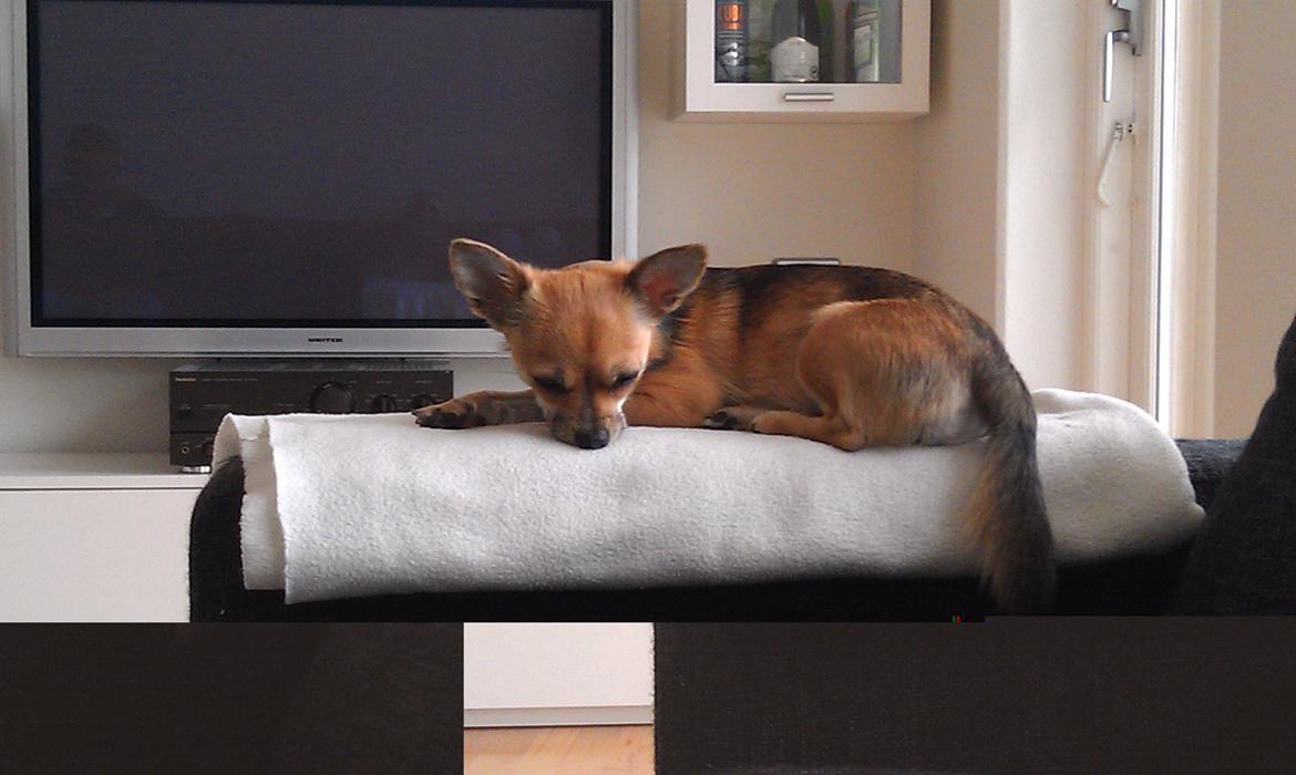 Blanding af racer Chihuahua/Pomeranian Holly (Holsen) - mmh hvor jeg dog bare elsker at ligge på mit hvide tæppe  billede 18