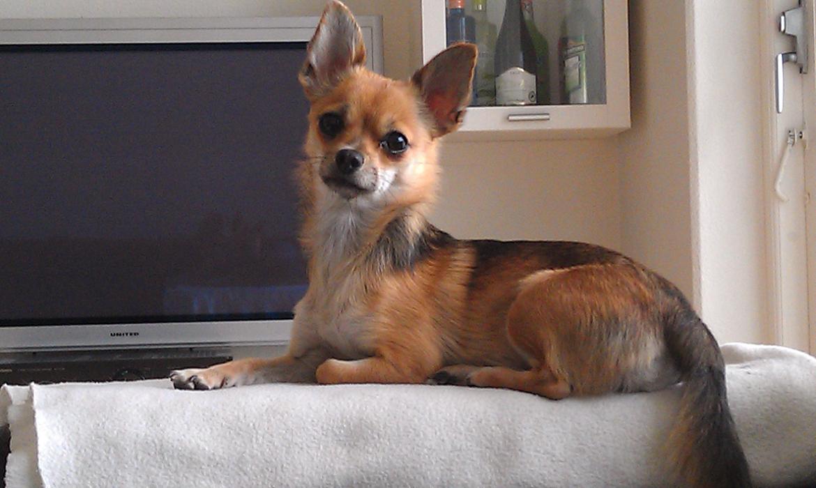 Blanding af racer Chihuahua/Pomeranian Holly (Holsen) - jeg elsker at ligge på mit lille hvide tæppe på sofaen :) billede 1