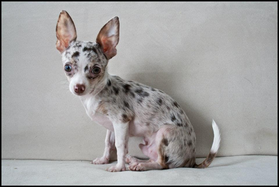 Chihuahua Mocha billede 9