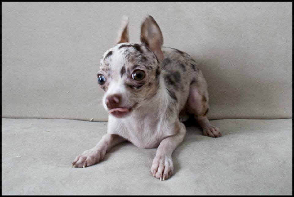 Chihuahua Mocha - Så skal der leges :D billede 11