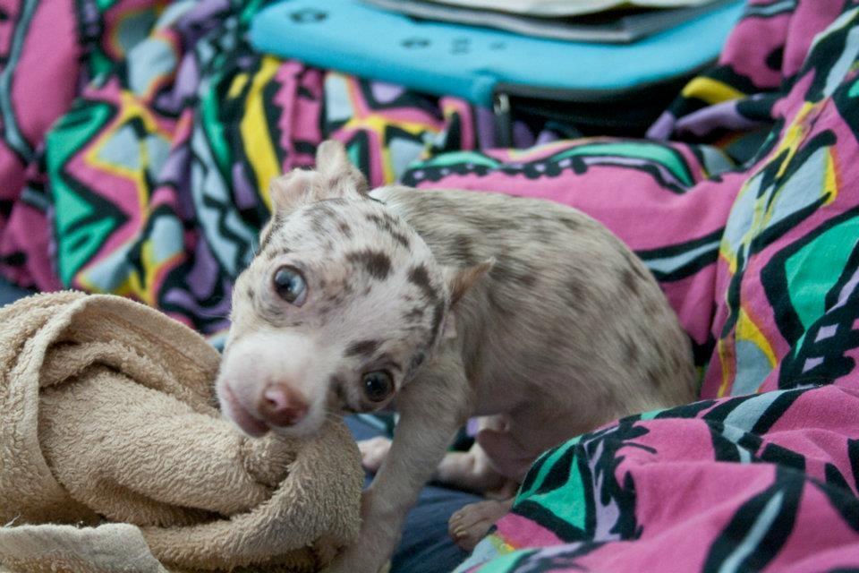 Chihuahua Mocha billede 14