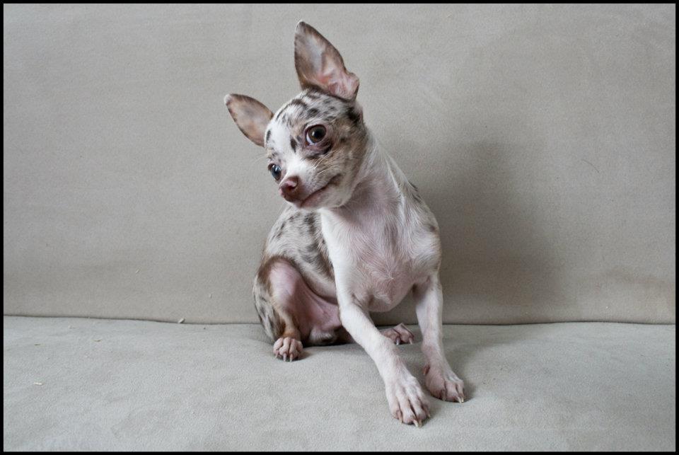 Chihuahua Mocha billede 12