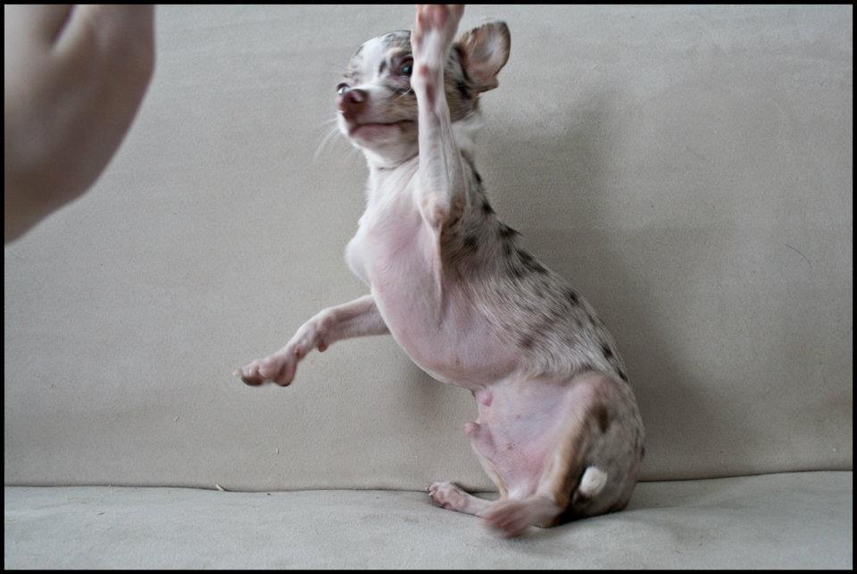 Chihuahua Mocha - High Five! billede 13