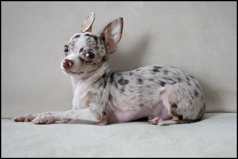 Chihuahua Mocha billede 10