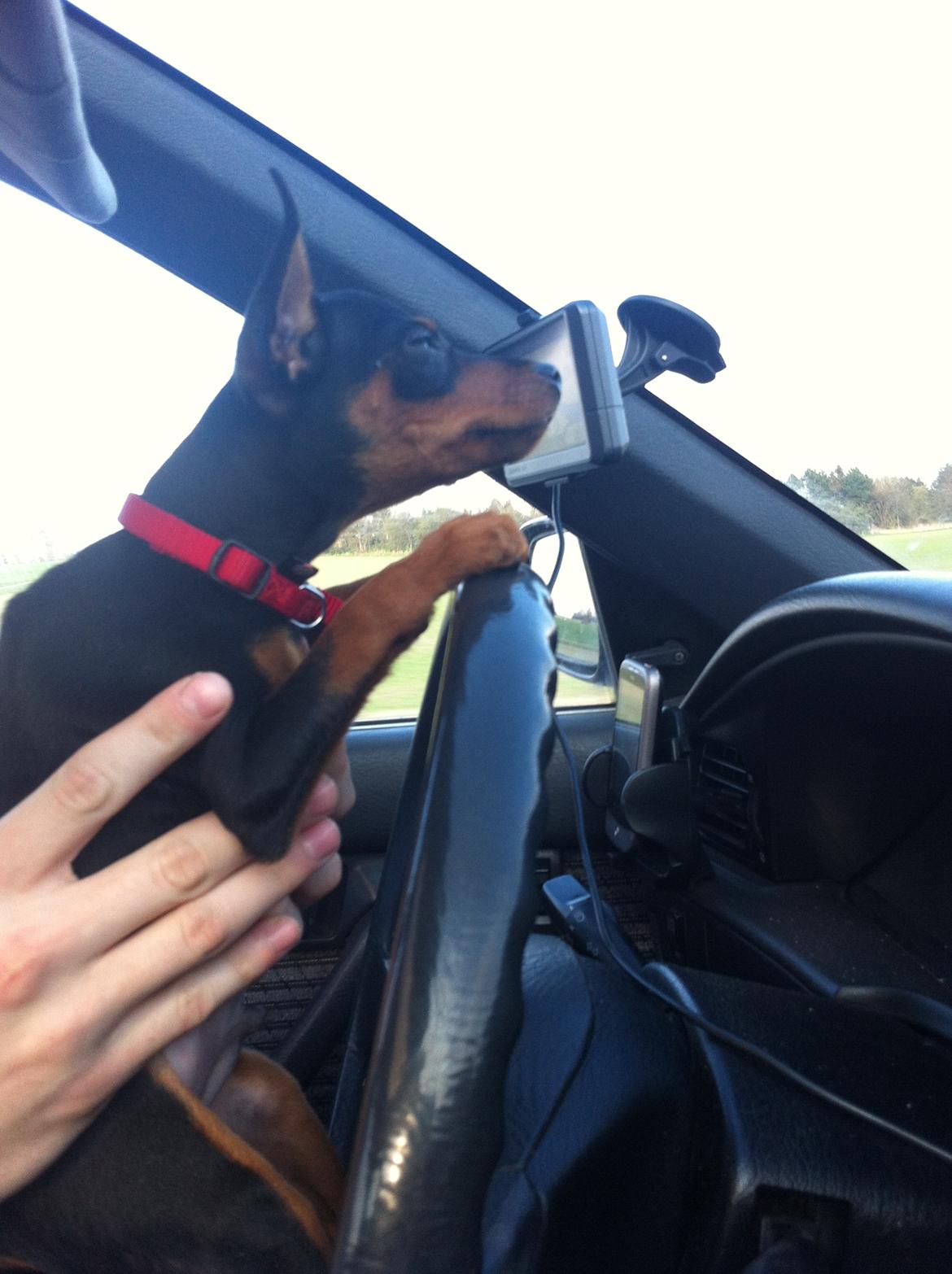 Dvaergpinscher Loui Banudchi - Loui kører ;)  billede 16