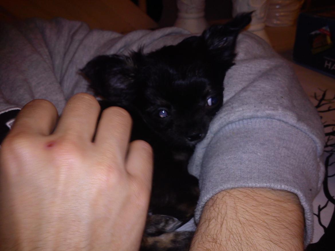 Chihuahua Sille<3<3<3 - Sille pigen, i "fars" Arme (-:<3 billede 10