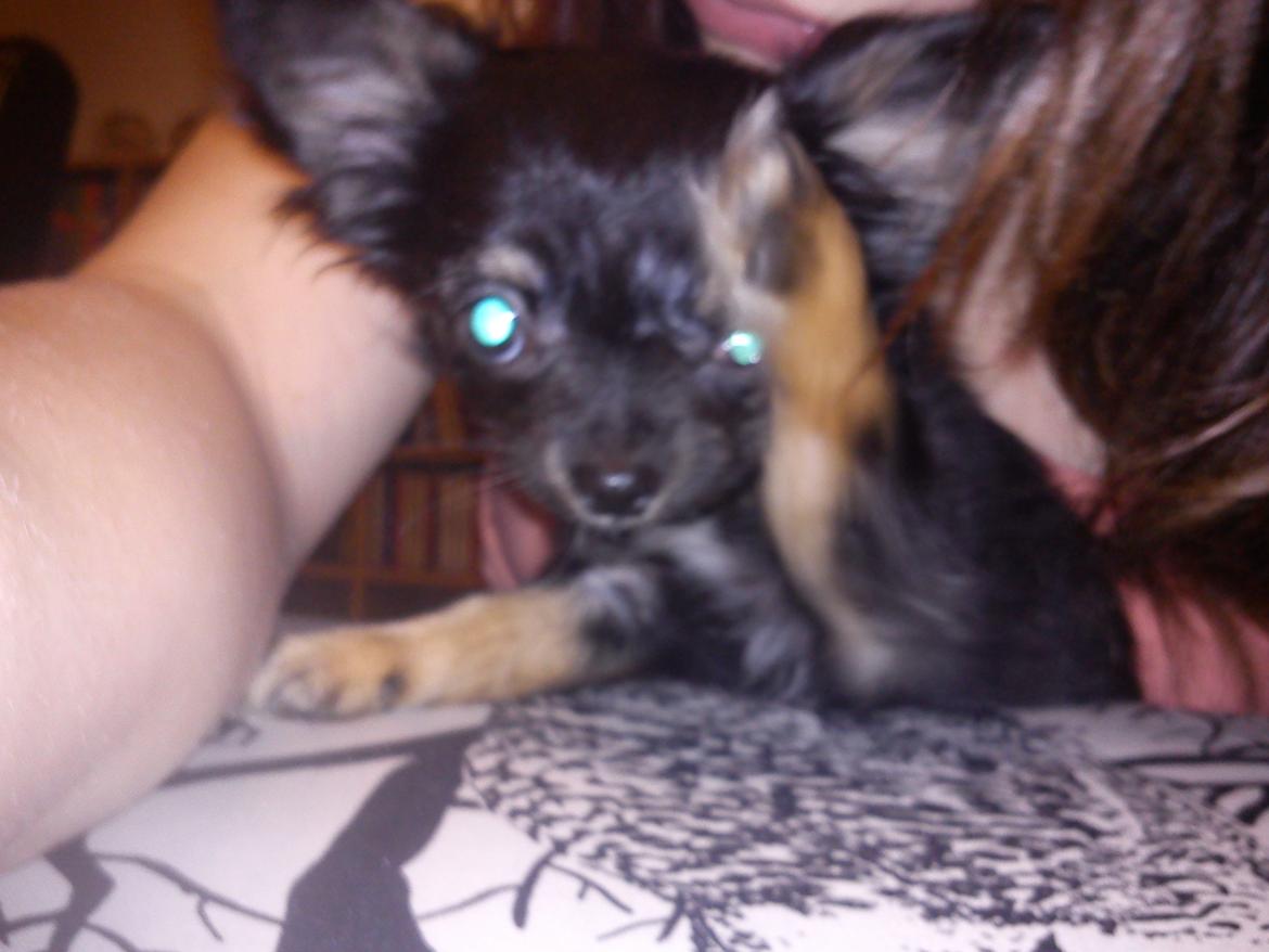 Chihuahua Sille<3<3<3 - Vinke Vinke :D<33 billede 11