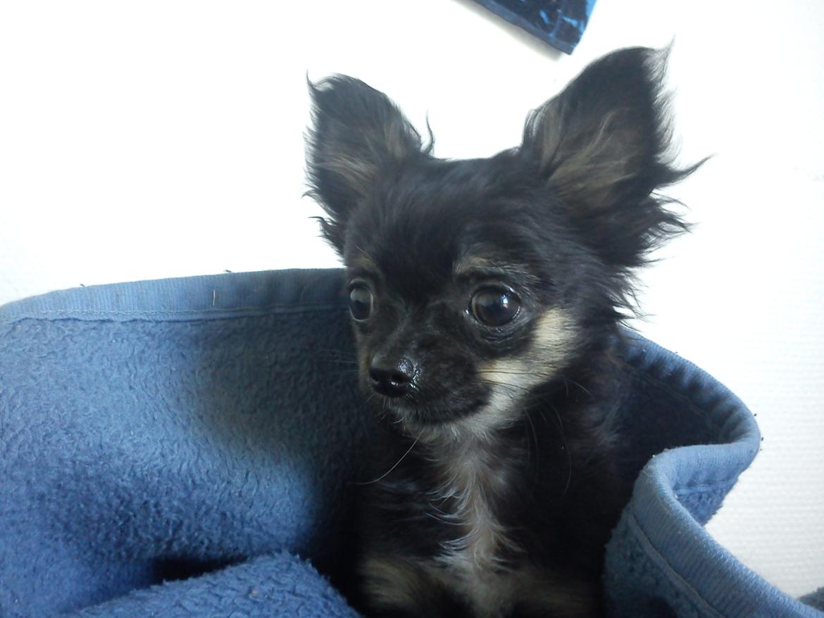 Chihuahua Sille<3<3<3 - Hvor' du søød :)<3 billede 12