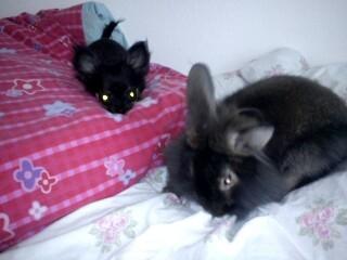 Chihuahua Sille<3<3<3 - Sille & Ninus :) billede 13