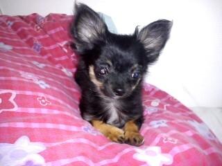 Chihuahua Sille<3<3<3 - Skønne (-:<3 billede 14