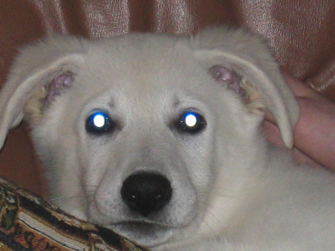 Hvid schæfer Aslan  snowboy vom smidstrup ( himmelhund) billede 3