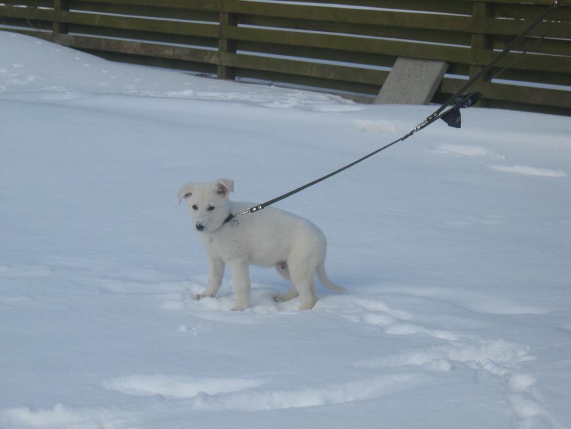 Hvid schæfer Aslan  snowboy vom smidstrup ( himmelhund) billede 4