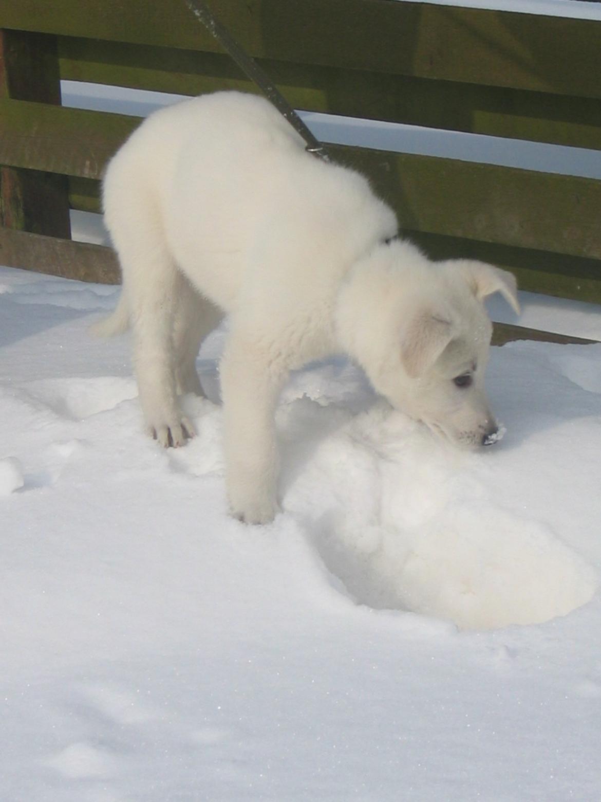 Hvid schæfer Aslan  snowboy vom smidstrup ( himmelhund) billede 5