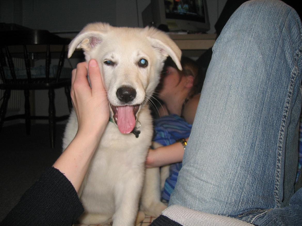 Hvid schæfer Aslan  snowboy vom smidstrup ( himmelhund) billede 6