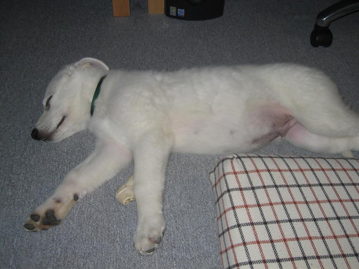 Hvid schæfer Aslan  snowboy vom smidstrup ( himmelhund) billede 7