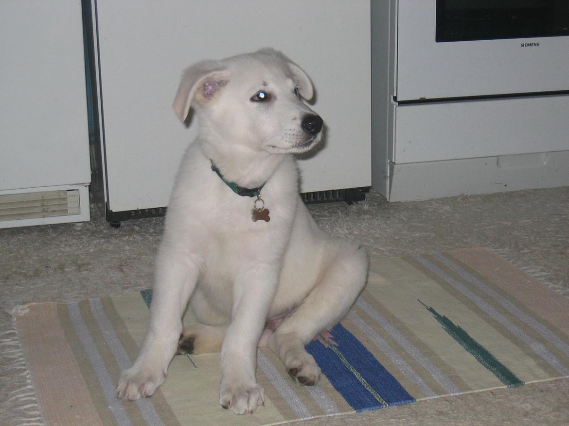 Hvid schæfer Aslan  snowboy vom smidstrup ( himmelhund) billede 8