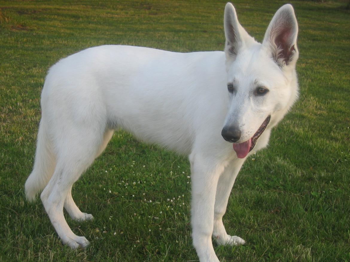 Hvid schæfer Aslan  snowboy vom smidstrup ( himmelhund) billede 9