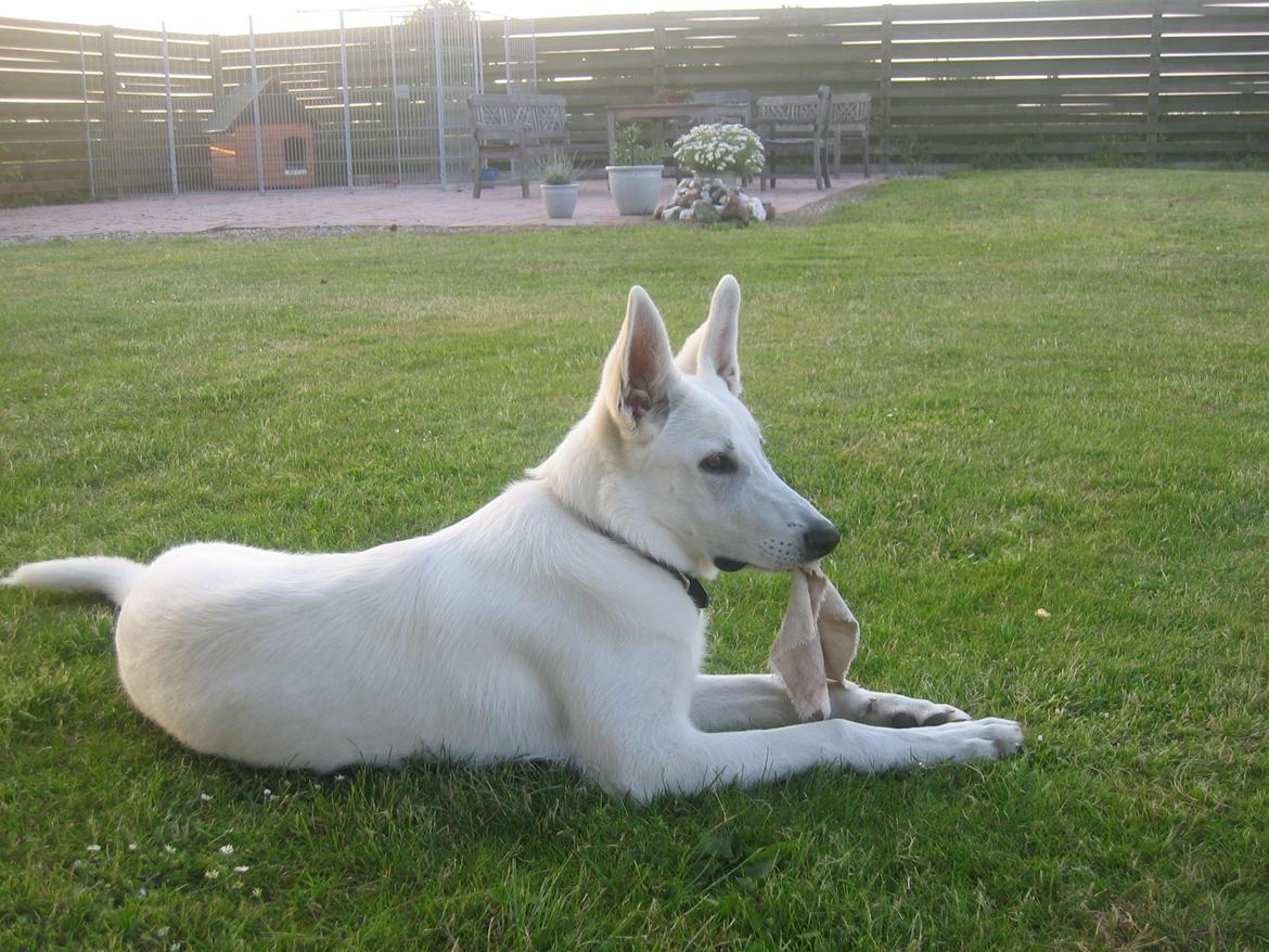 Hvid schæfer Aslan  snowboy vom smidstrup ( himmelhund) billede 10