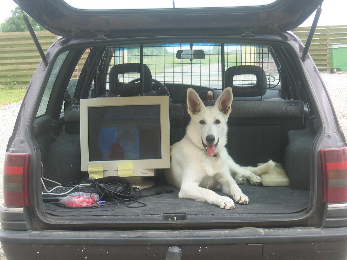 Hvid schæfer Aslan  snowboy vom smidstrup ( himmelhund) billede 11