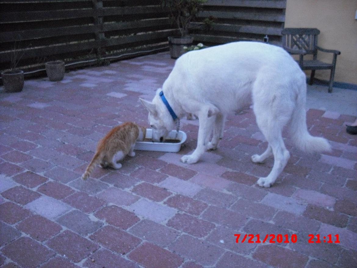 Hvid schæfer Aslan  snowboy vom smidstrup ( himmelhund) billede 12