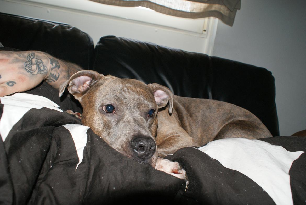 Amerikansk staffordshire terrier Chica - putter med far
 billede 13