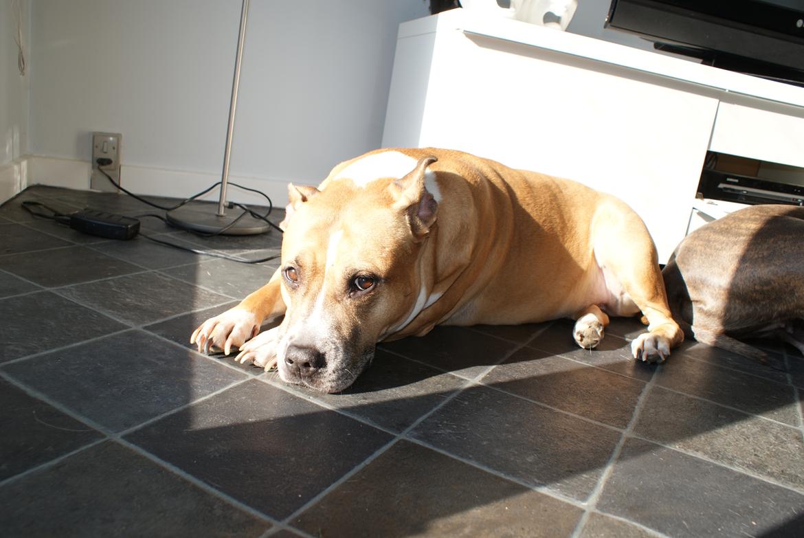 Amerikansk staffordshire terrier trunte - smukke mig billede 20