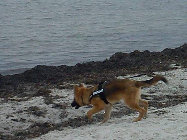 Blanding af racer Chewbacca - På stranden april 2012 billede 19