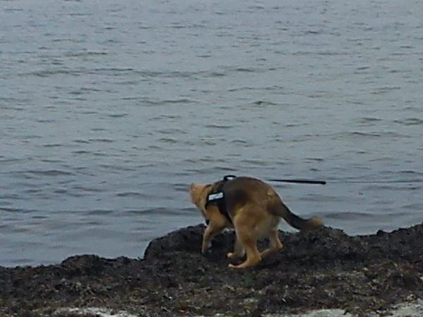 Blanding af racer Chewbacca - På stranden april 2012 billede 20