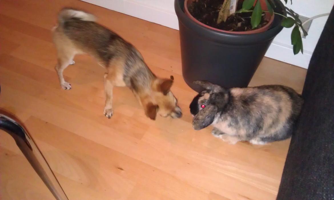 Blanding af racer Chihuahua/Pomeranian Holly (Holsen) - første gang jeg skulle hilse på min mors venindes kanin :) det var underligt endelig at møde et dyr som var mindre end mig selv :) billede 19