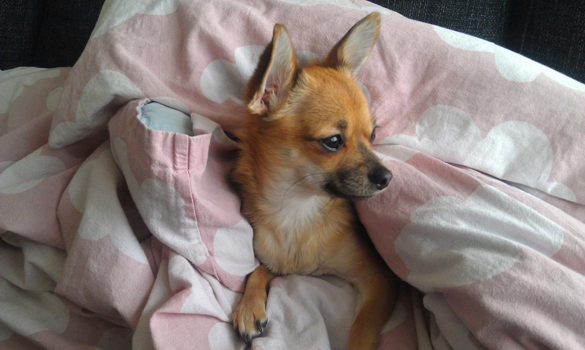 Blanding af racer Chihuahua/Pomeranian Holly (Holsen) - lige stået op, efter en skøn middagslur, skulle lige tjekke om jeg var gået glip af noget (; billede 20