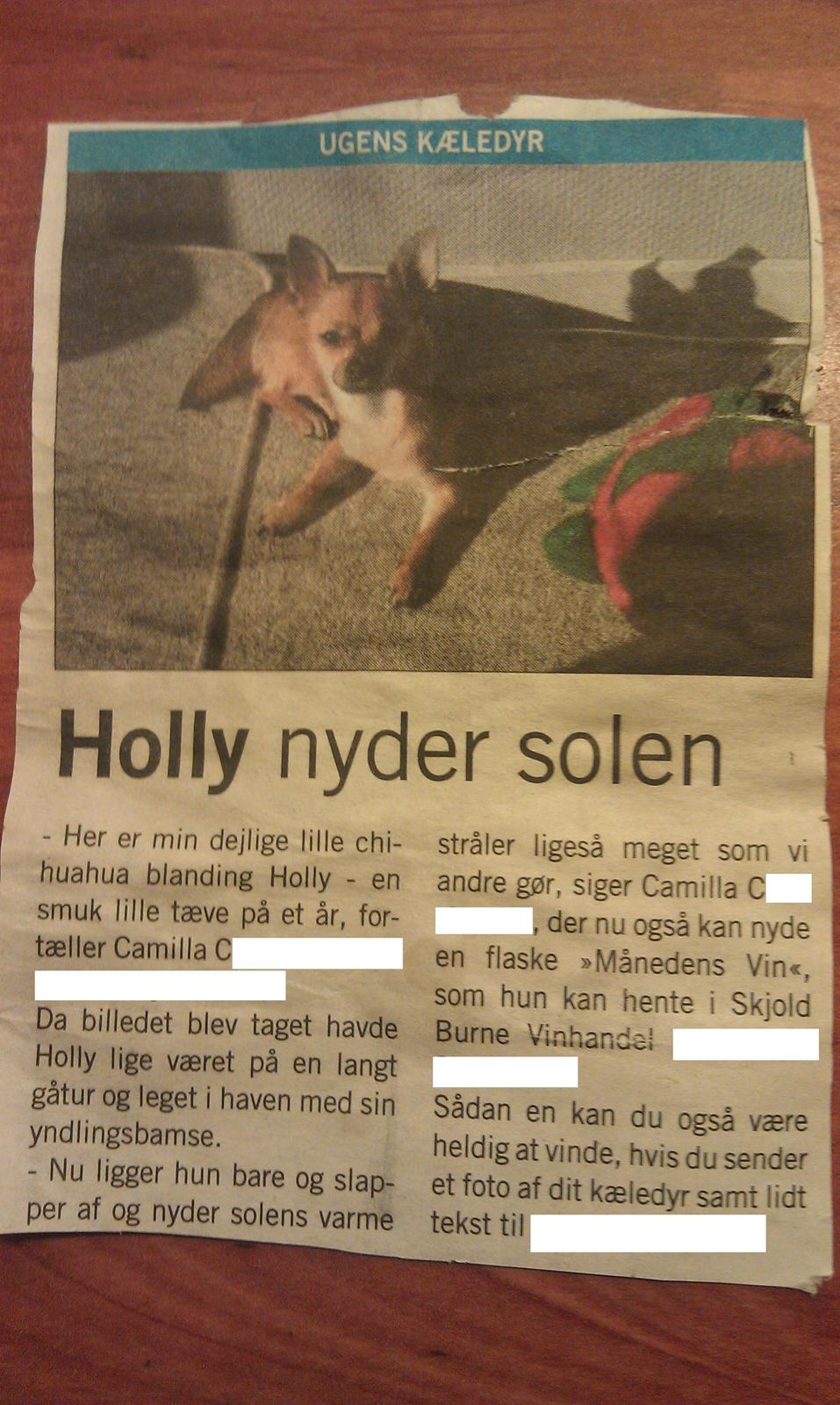 Blanding af racer Chihuahua/Pomeranian Holly (Holsen) - min mor og far var så stolte af mig at jeg var blevet udvalgt som "ugens kæledyr" fik en masse ros den dag :)  billede 2