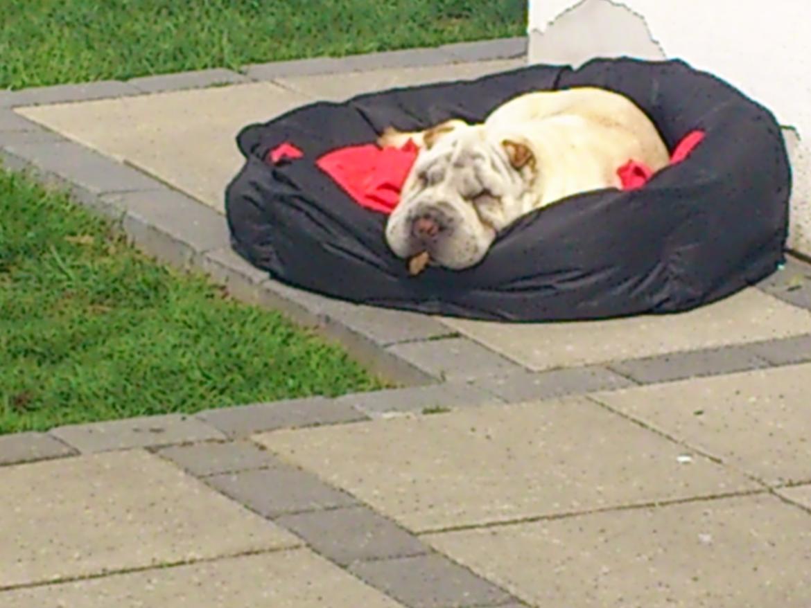 Shar pei Bonzoo Nihoo-sin - Bonzoo har fanget et blad og holder det i munden : ) billede 18