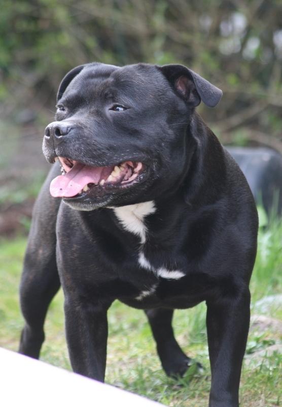 Staffordshire bull terrier Manse - April 2012 billede 8