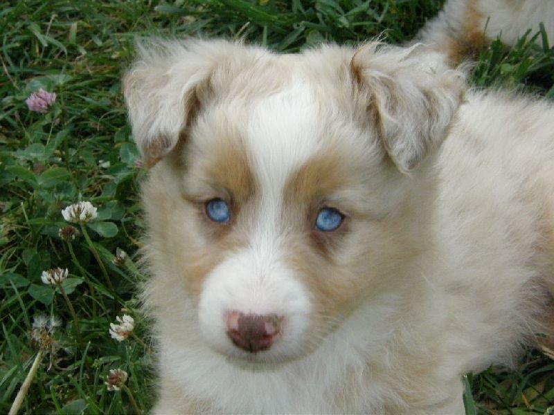 Miniature Australian Shepherd Blue billede 2