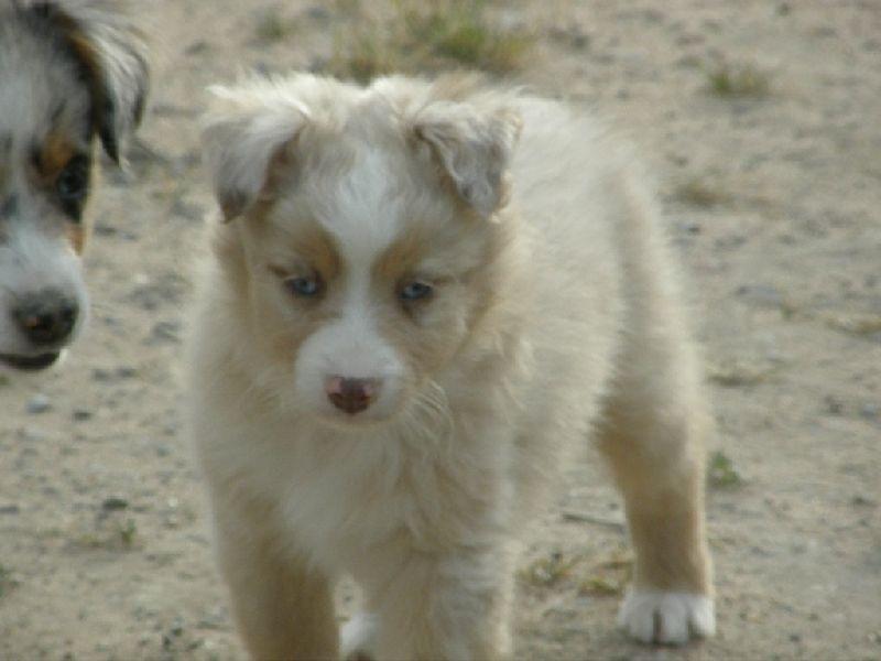 Miniature Australian Shepherd Blue billede 3