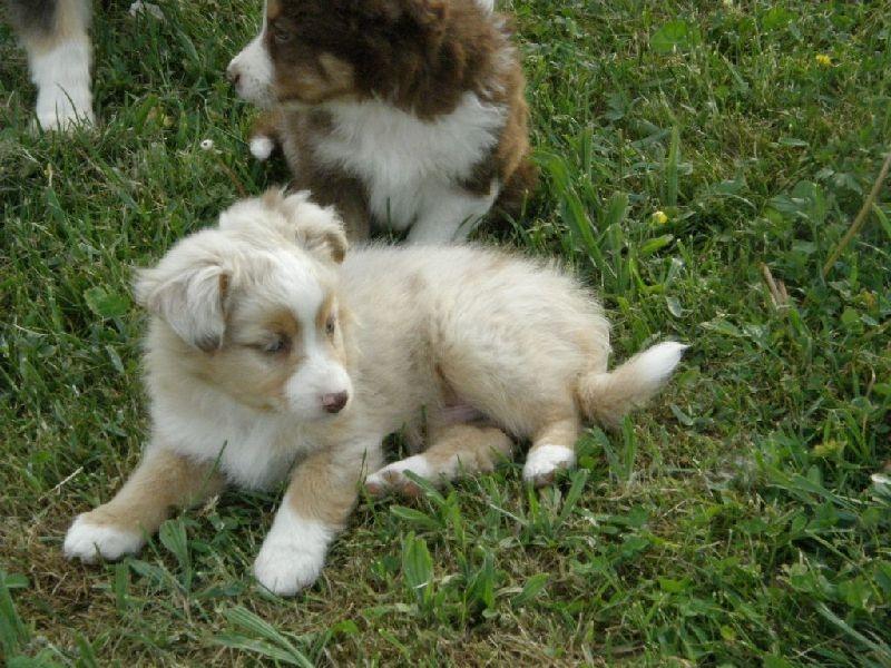 Miniature Australian Shepherd Blue billede 4